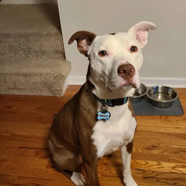 Silent Silicone Dog Tag Personalized Deep Engraved Durable