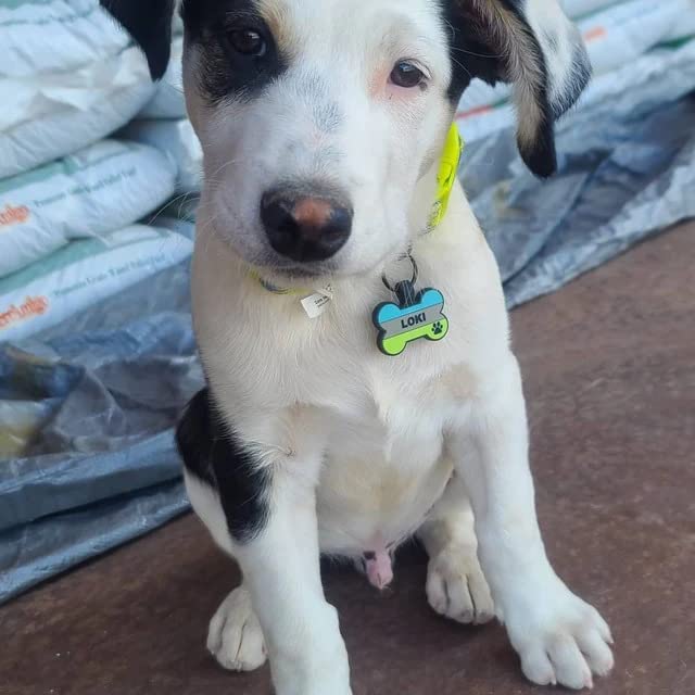 Silent Silicone Dog Tag Personalized Deep Engraved Durable