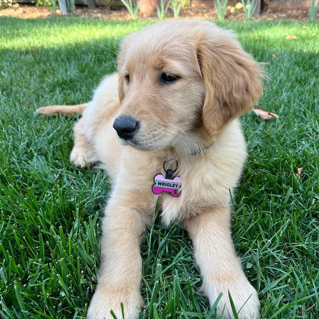 Silent Silicone Dog Tag Personalized Deep Engraved Durable